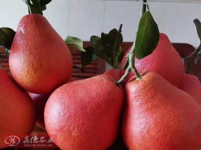 泰國紅寶石青柚 優質種苗與批發指南
